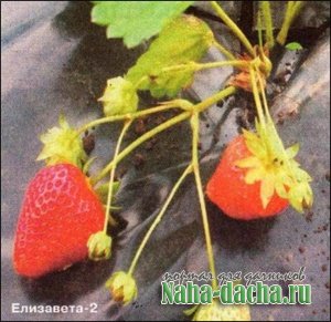 ������� ������������ ���������