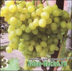��� 5 �������� ������ ���������